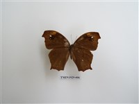 藏品(森林暮眼蝶)的圖片